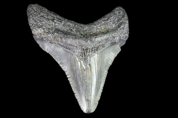 Juvenile Megalodon Tooth - Georgia #83674